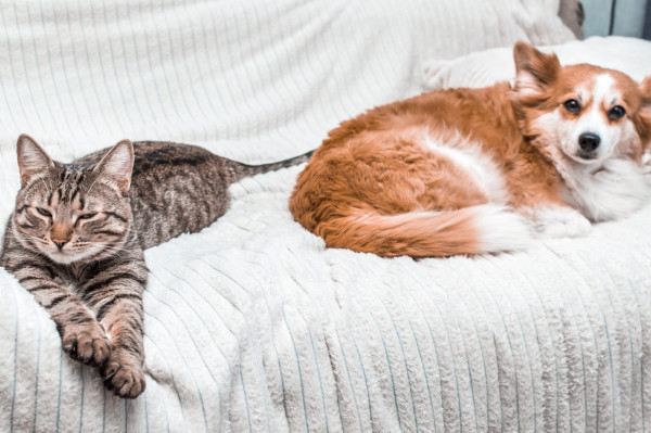 Supporting Animal Health on World Veterinary Day